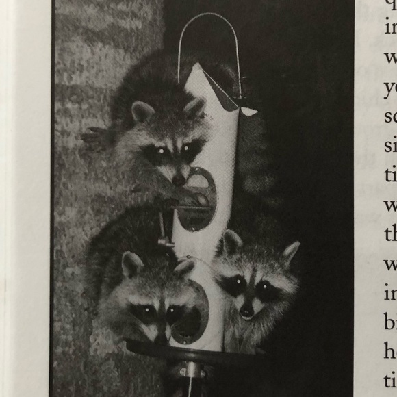 “Squirrel Wars: backyard wildlife battles and how to win them” illustrated book - Picture 5 of 12